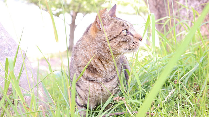 d508.何かを見ている野良猫、＋2点【動物関連】無料画像