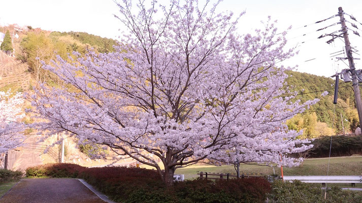 f385.田舎道に咲く桜【花や風景関連】無料画像