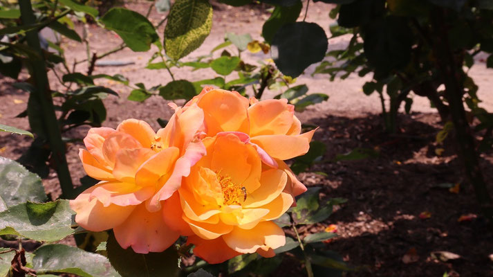 d510.花の蜜を吸う蜂 【動物関連】無料画像