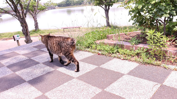 d509.野良猫の後ろ姿 【動物関連】無料画像